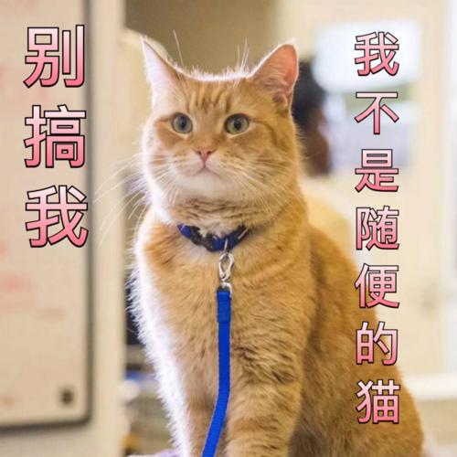 流浪猫鲍勃表情包