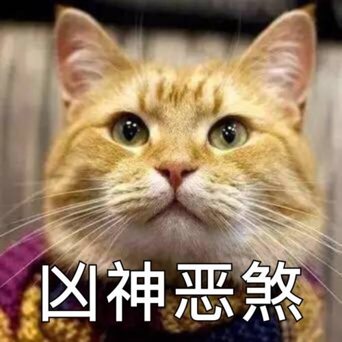 流浪猫鲍勃表情包截图1