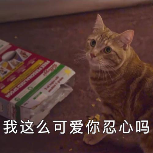 流浪猫鲍勃表情包截图2