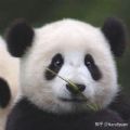 panda100.co小喜小熊